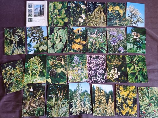 Экскурсия в природу. Лекарственные растения \ 1978, комплект открыток
