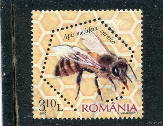 Румыния. Фауна. Пчелы