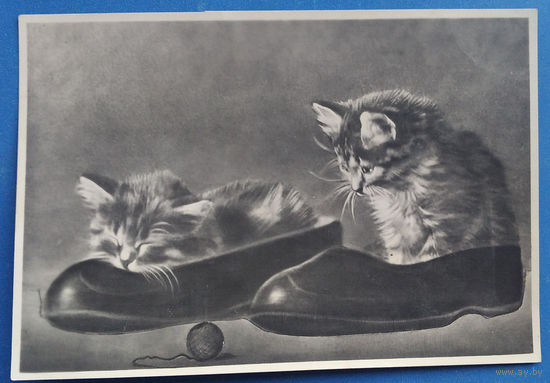 Котики в галошах. Фотооткрытка. 1956 г. Подписана.