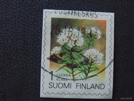 Финляндия. Цветы.