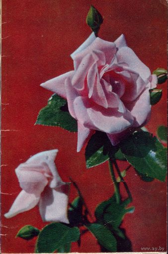 Розы 1970 год В.Герман 2