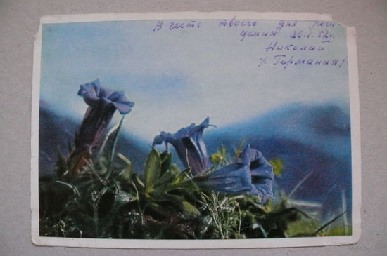 Цветы, ~1952, подписана (ГДР).