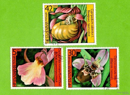 Марки Болгарии-1986- Орхидеи. Размер:50 x 40 мм.