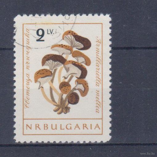 [2253] Болгария 1961. Грибы. Гашеная концовка серии.