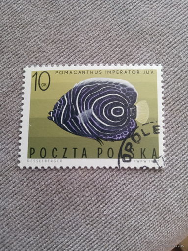 Польша 1967. Рыбы. Pomacanthus Imperator