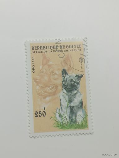 Гвинея 1996. Собаки