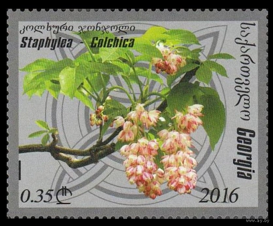 2016 Грузия 689 Флора. цветы  Колхидская клекачка**