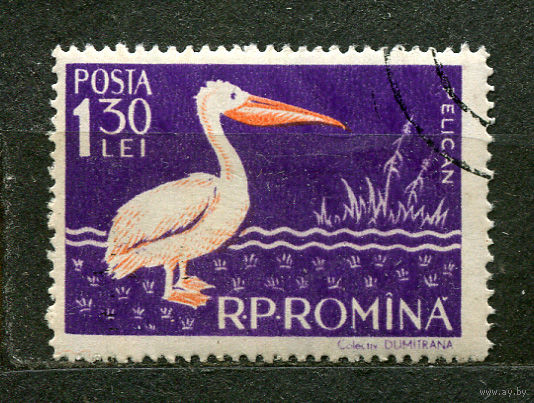 Фауна. Птицы. Пеликан. Румыния. 1957