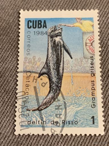 Куба 1984. Дельфины. Grampus griseus. Марка из серии