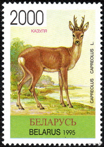 Фауна Косуля Беларусь 1996 год (126) 1 марка