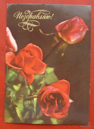 Поздравляю! Розы. Чистая. 1976 года. Раскина. Комлев. 1525.