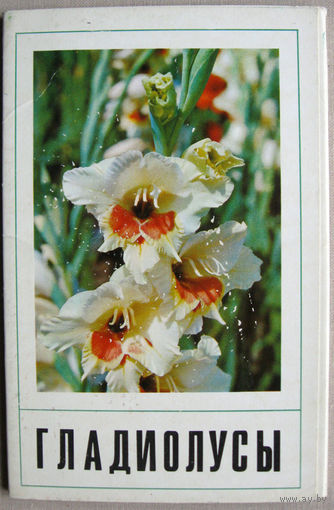 Набор открыток "Гладиолусы" (1972) 15 открыток
