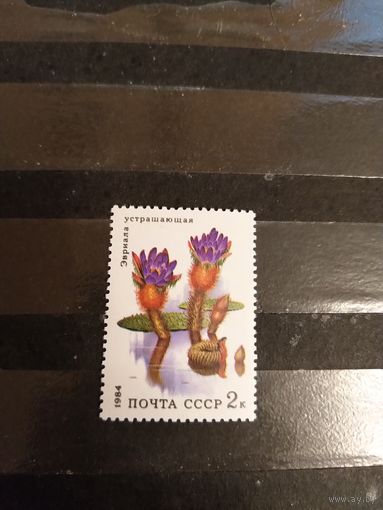 1984 СССР флора цветы Заг 5433 разновидность двойная печать редкость чистая клей MNH** (сф-2)