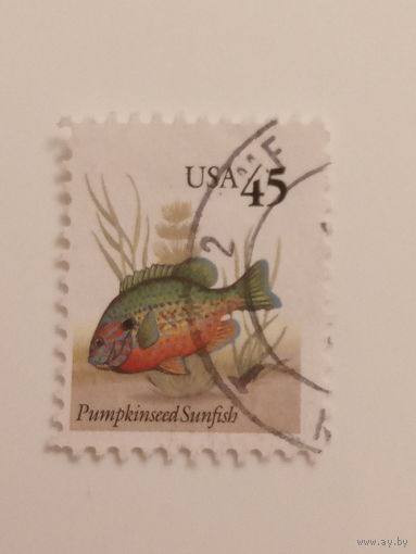 США. Фауна. Рыбы. Pumpkinseed Sunfish