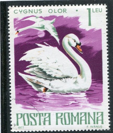Румыния. Фауна. Лебедь шипун
