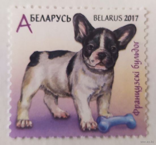 Беларусь 2017, щенок