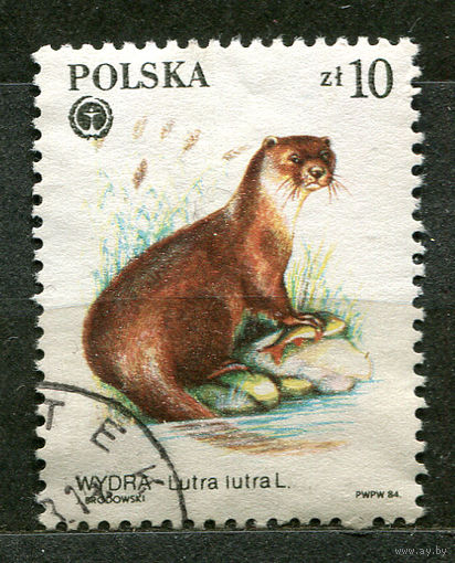 Фауна. Европейская выдра. Польша. 1984
