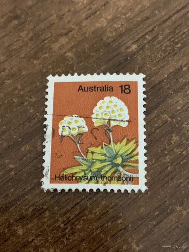 Австралия. Флора. Helichrysum Thomsonii. Полная серия