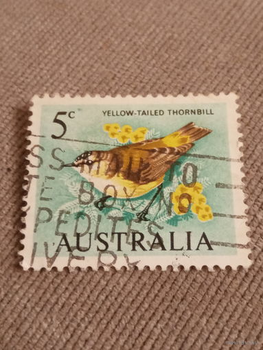 Австралия. Фауна. Yellow Tailed Thornbill