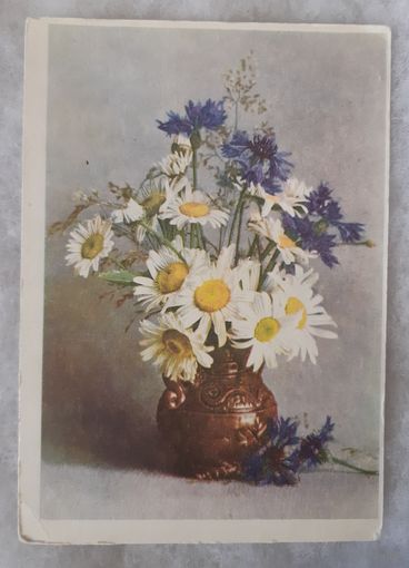 Шерстиева, Цветы (ромашки и васельки), 1958 г. Чистая