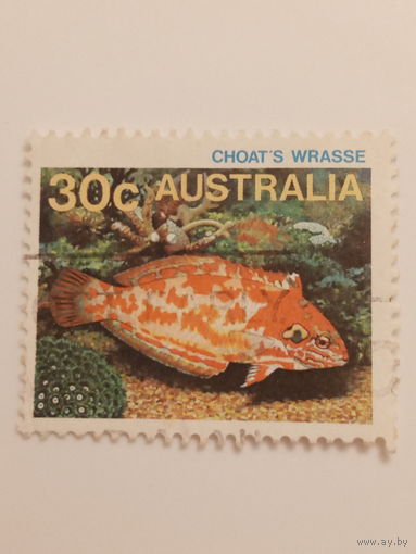 Австралия. Фауна. Рыбы. Choast Wrasse