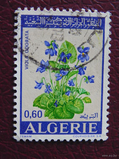 Алжир. Цветы.