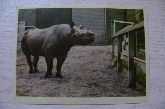 Носорог; 1963, чистая.