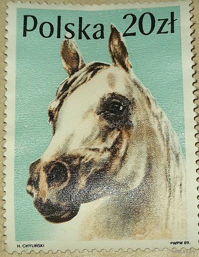Польша 1989, лошадь