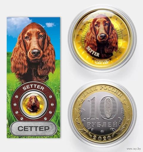 Коллекционная монета Сеттер