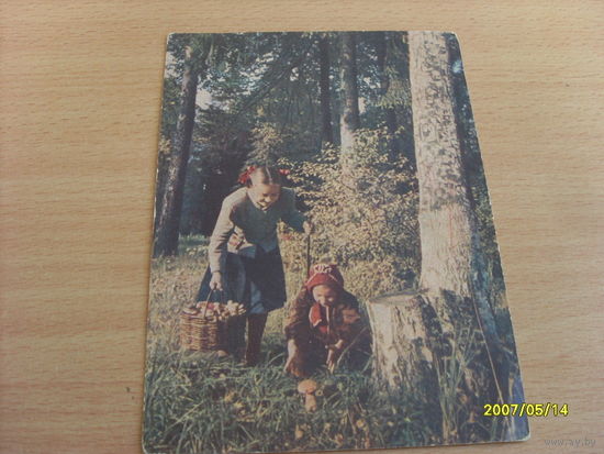 Открытка фото Ананьева  "Сбор грибов"  1954 год