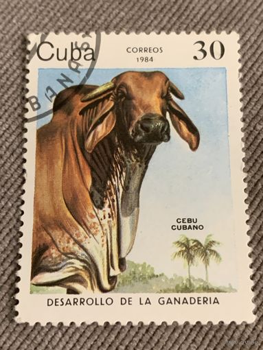 Куба 1984. Домашний скот. Cebu Cubano. Марка из серии