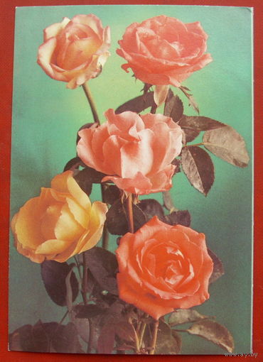 Розы. Чистая. 1982 года. Костенко. 1531.