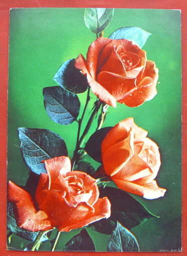 Розы. Чистая. 1984 года. Фото Костенко. 818.