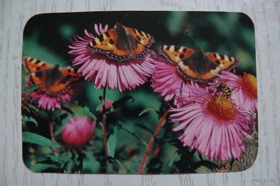Календарик, 1990, Бабочки.