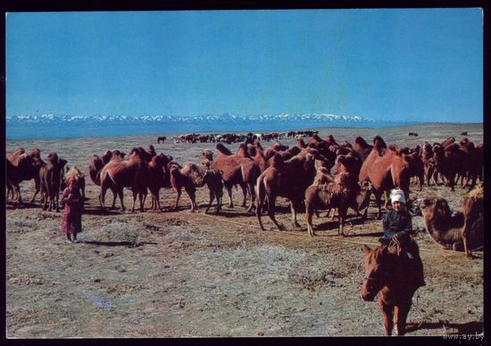 Монголия Мальчик,пастух верблюдов